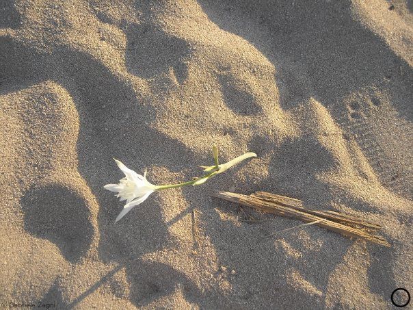 sardegna giglio dune