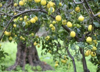 limoni