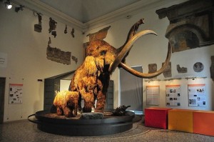 museo-di-scienze-naturali BG