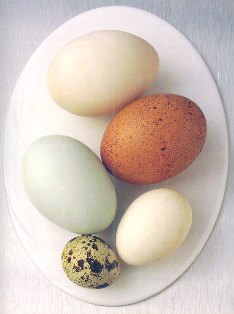 Какие яйца лучше купить. Продаются яйца. Подобрал яйца. Яйца каких птиц используют в кулинарии. Какое яйцо.
