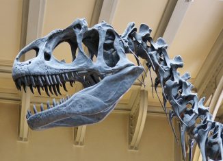 dinosaur bones