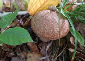 funghi