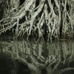 I nostri ultimi giorni selvaggi | Un thriller tra paludi, alligatori e segreti