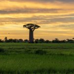 Madagascar oltre il cliché: tradizioni, colori e identità unica Madagascar landscape