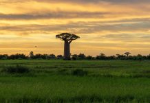 Madagascar oltre il cliché: tradizioni, colori e identità unica Madagascar landscape