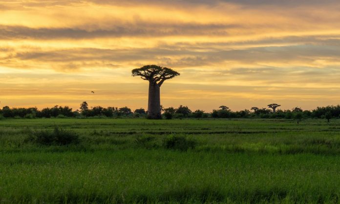Madagascar landscape